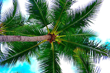 Nature, Sky, Wood, Tree, Palm, Branches HD wallpaper
