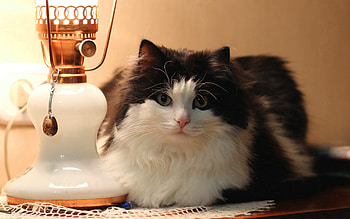 Cat, Animals, Fluffy, To Lie Down, Lie, Lamp, Floor Lamp HD wallpaper