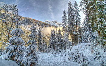 Beautiful Winter, awesome, winter splendor, colors, nice, background, scenery, trees, mountains, sunset, sunshine, white, snowy, woods, panorama, tree, leaves, light, icy, green, nature, trunks, lovely, paisage, sunny, graphy, morning, winterscape, gold, beauty, day, roots, paysage, frost, scene, path, r, splendor, forest, winter, high dynamic range, , cena, pc, peaceful, sunrise, snow, scenario, firs, landscape, cold, forests, cenario, view, leaf, ice, blue, natural, ambar, pines, , amazing, winter time, golden, frozen, amber, sunrises, beautiful, seasons, , gray, hop, cool, clouds, branches, paisagem, silver, sky HD wallpaper