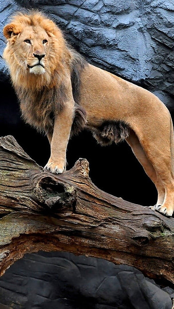 Lion , National Park, Lions HD phone wallpaper