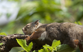Animals, Squirrel, Leaves, Lie, To Lie Down, Branch, Sleep, Dream HD wallpaper