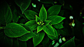 Leaves, bright, small buds, close up HD wallpaper