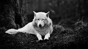 Werewolf HD wallpaper