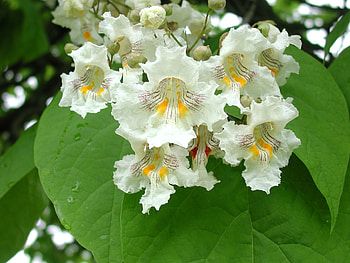 Catalpa, Northern Nebraska, Forest service HD wallpaper