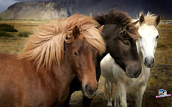 Horses, animal, run, horse, trio HD wallpaper