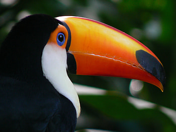 Toucan, Toco Toucan , Animal HQ , resolution HD wallpaper
