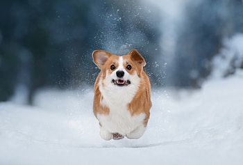 Snow, Corgis HD wallpaper