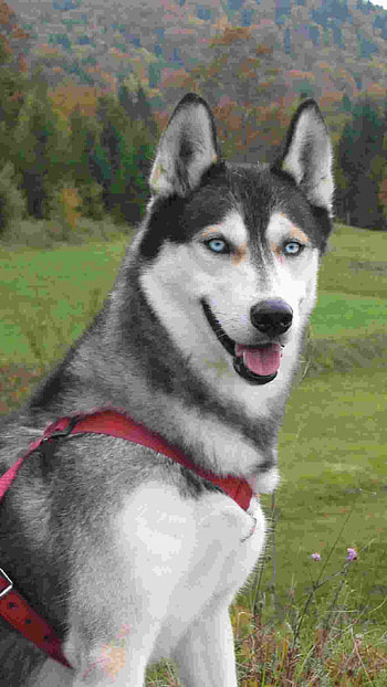 Husky Dog, Siberian, Dog HD phone wallpaper