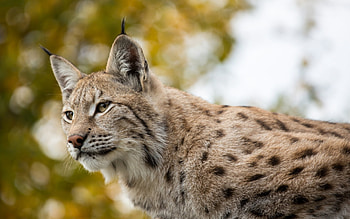 Cute lynx, Feline predator, Majestic creature, Wildlife graphy HD wallpaper