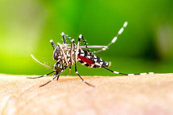 Mosquito, animal, sucker, blood, insect HD wallpaper