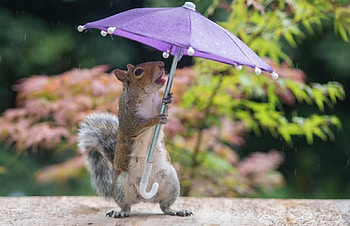 Joy is a Dry Umbrella, animal, rain, cute, funny, squirrel HD wallpaper