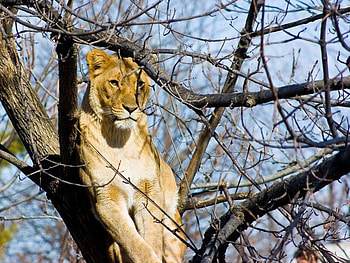 Lioness, animal, tree HD wallpaper