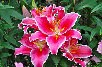 Flowers, Lilies, Greens, Flower Bed, Flowerbed HD wallpaper