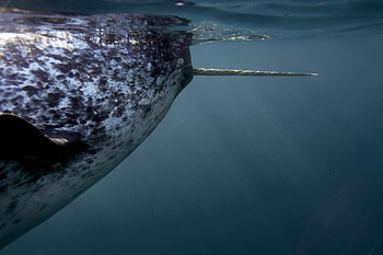 Narwhal, Unicorns of the sea, Paul Nicklen HD wallpaper