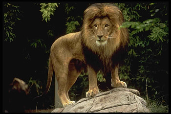 Animals, Lions HD wallpaper