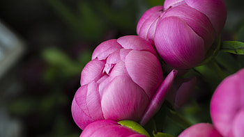 Bloom, flowers, pink rose, close up HD wallpaper