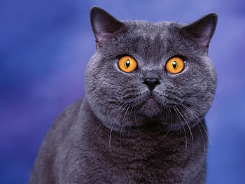 Animal, cat HD wallpaper