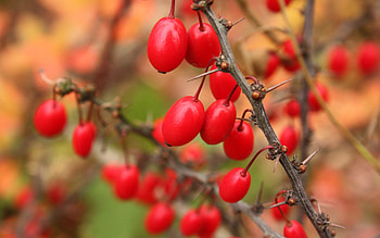 Berries, Macro, Wood, Tree, Branch, Barberry HD wallpaper