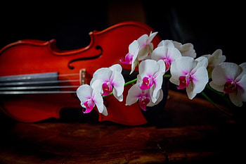 Flowers, Branch, Bicolor, Orchid, Violin, Two-Color HD wallpaper