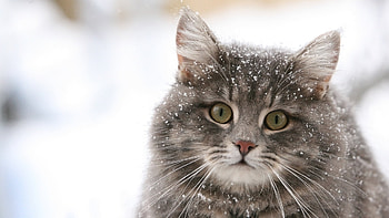 Animals, Cats HD wallpaper