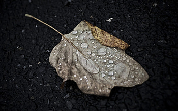 Autumn, Drops, Macro, Sheet, Leaf HD wallpaper