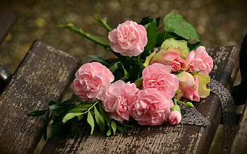Pink Roses, bench, pink, wood, roses HD wallpaper
