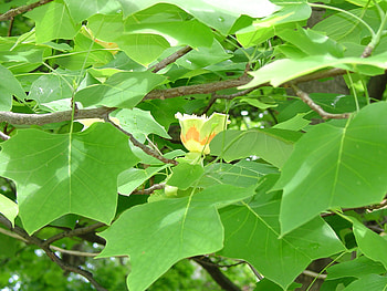 Tulip Poplar, Cultivars, Hugh Conlon HD wallpaper