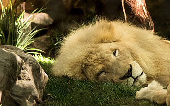 Animals, Lion, Mane, King Of Beasts, King Of The Beasts HD wallpaper