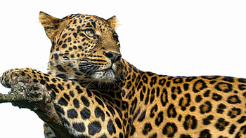 Animals, Leopard, Predator, Big Cat, Stains, Spots HD wallpaper