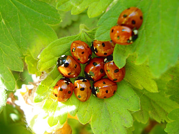 Insects, Ladybugs HD wallpaper