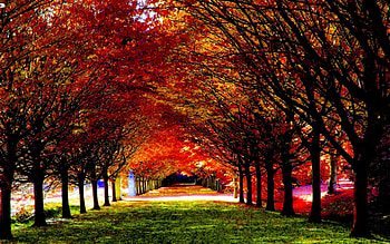 fall nice HD wallpaper