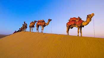 Camel , High definition HD wallpaper