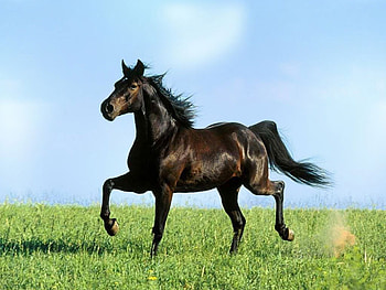 Black horse, animal, grass, horse, black HD wallpaper