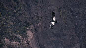 Animals, Bird, Predator, Wings, Chilean Condor, Condor HD wallpaper