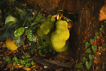 Best jackfruit , Pexels stock , High-quality visuals HD wallpaper