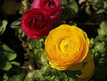 Persian Buttercup, leaves, green, nature, flowers, buttercup, persian HD wallpaper