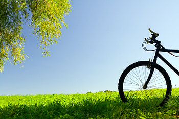 Trees, Grass, Miscellanea, Miscellaneous, Field, Bicycle HD wallpaper