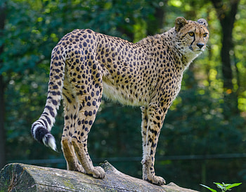 Animals, Cheetah, Muzzle, Predator, Big Cat, Stains, Spots, Sight, Opinion HD wallpaper
