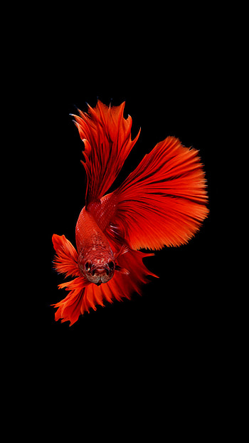 Betta fish Sony Xperia , High-quality , Elegant and vibrant, Stunning betta graphy HD phone wallpaper