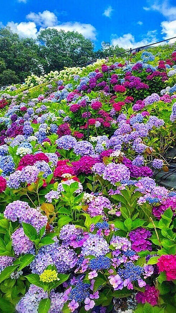 Beautiful Flowers, Flowers Garden HD phone wallpaper