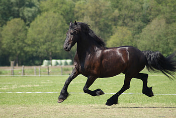 Elegant Walk, horses, friesian, animals, dutch, friesland, netherlands HD wallpaper