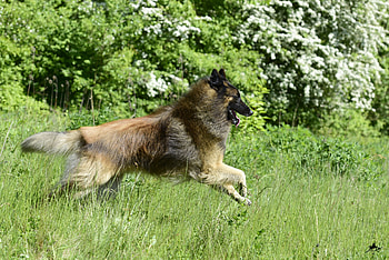 Running, Belgian Tervuren HD wallpaper