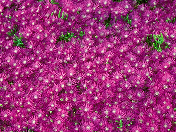 Plants, Flowers, Violet HD wallpaper