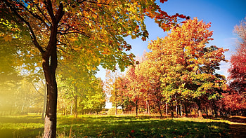 Landscape, Nature, Trees HD wallpaper