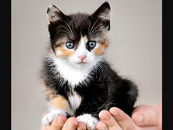 Cute Cat, cool, cute, cat HD wallpaper