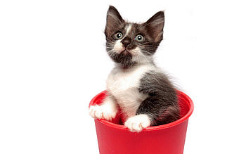 Animals, Kitty, Kitten, Spotty, Spotted, Playful, Curiosity, Bucket HD wallpaper