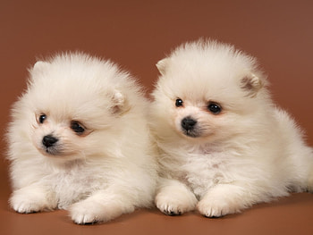 Animals, Dogs HD wallpaper