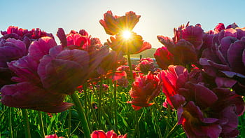 A stunning view of a vibrant tulip field with sunlight streaming through the petals. HD wallpaper