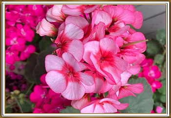 PRETTY GERANIUMS, PRETTY, NATURE, GERANIUMS HD wallpaper