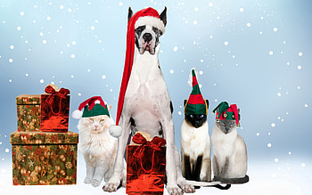 Animals, Cats, Dogs, New Year, Holiday, Costumes, Festive HD wallpaper